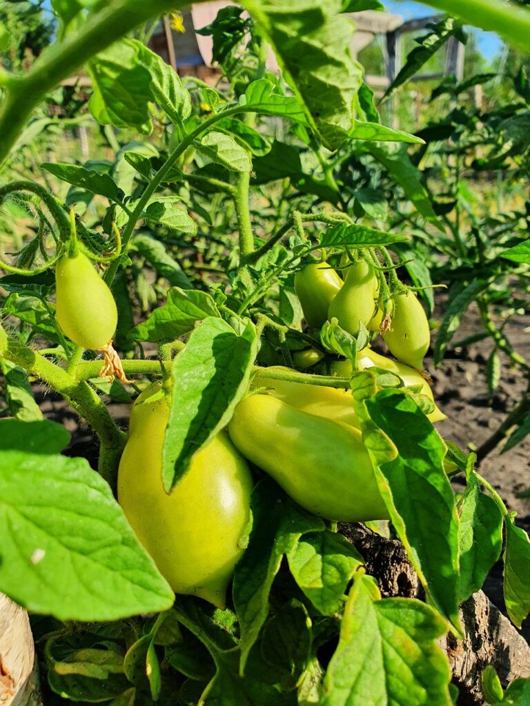 tomatoes, green, yellow, bush, vegetable garden, organic, nature, country house, vegetables, food, salads, summer