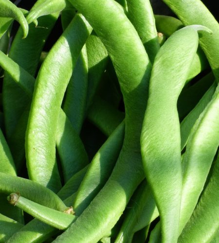 runner beans, vegetable, beans, food, healthy, legumes, haricot, legume, uncooked, vegetarian, raw, runner beans, runner beans, runner beans, runner beans, runner beans, legumes